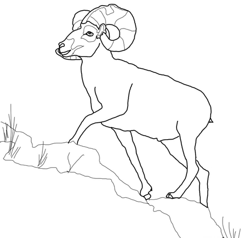 Bighorn Sheep Coloring Page